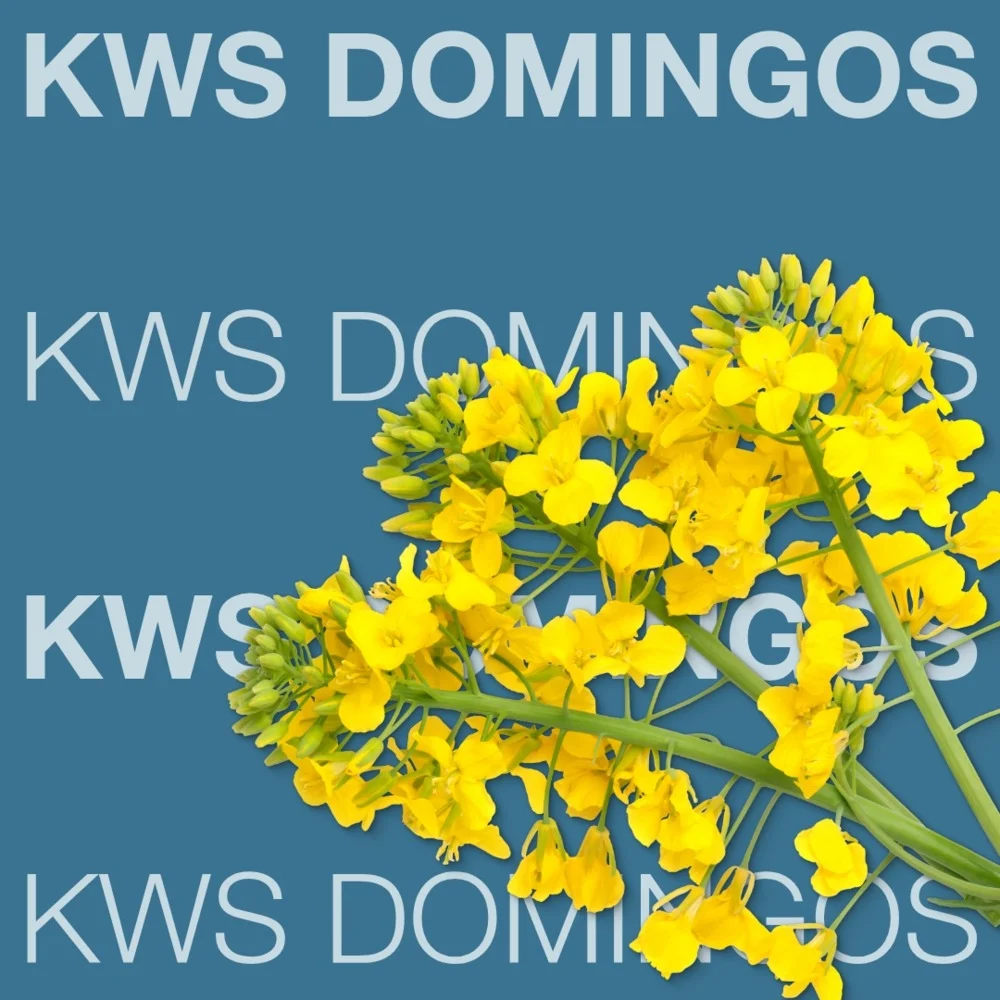 DOMINGOS KWS